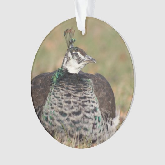 Pfauenschmuck Ornament (Vorderseite)