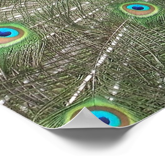 Pfauenstrumpt Poster (Ecke)