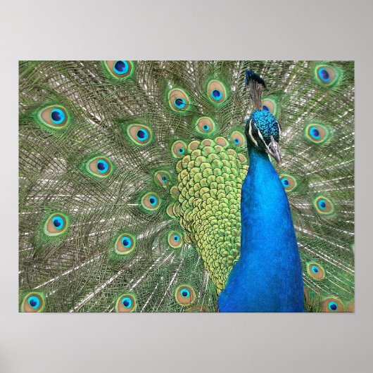 Pfauenstrumpt Poster (Vorne)