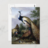 Pfauenvogel-Familienmalerei Postkarte (Vorne/Hinten)