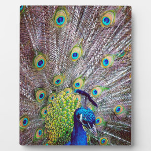 Pfauenvogelfedern Fotoplatte