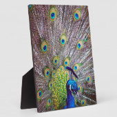 Pfauenvogelfedern Fotoplatte (Seite)