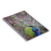 Pfauenvogelfedern Notizblock (Rechte Seite)