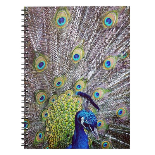 Pfauenvogelfedern Notizblock (Vorderseite)