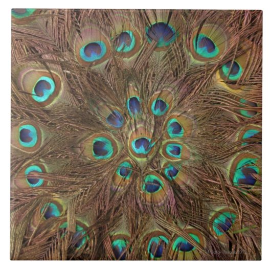 Pfaufedern Fliese (Vorderseite)