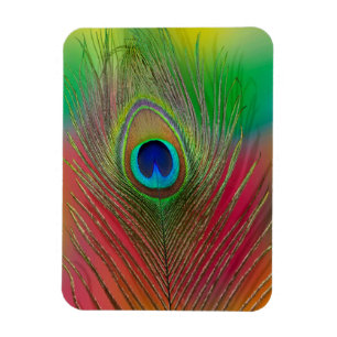 Pfaufedernahaufnahme Magnet