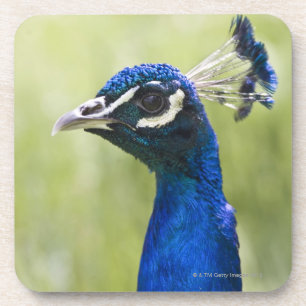 Pfaukopf Getränkeuntersetzer