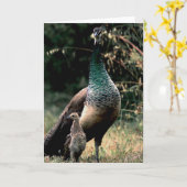 Pfaus Karte (Gelbe Blume)