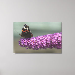 Pfauschmetterling auf Blume Leinwanddruck