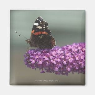 Pfauschmetterling auf Blume Magnet