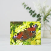Pfauschmetterling Postkarte (Stehend Vorderseite)