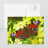 Pfauschmetterling Postkarte (Vorne/Hinten)
