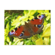 Pfauschmetterling