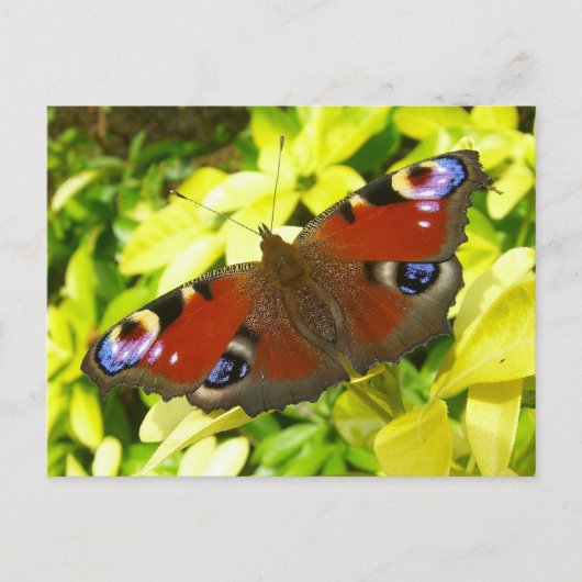 Pfauschmetterling Postkarte (Vorderseite)