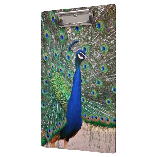 Pfauvogelanzeige Klemmbrett (Links)