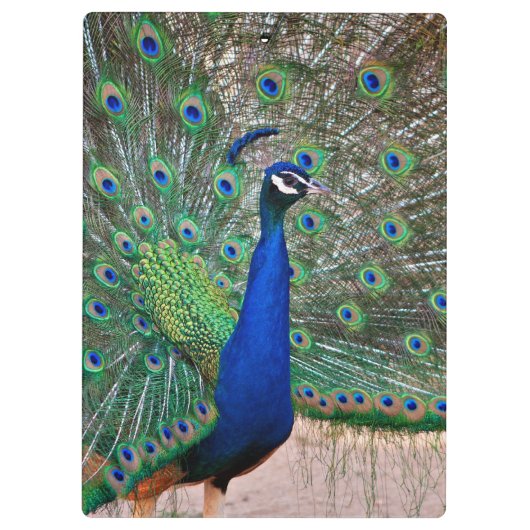 Pfauvogelanzeige Klemmbrett (Rückseite)