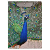 Pfauvogelanzeige Klemmbrett (Vorderseite)