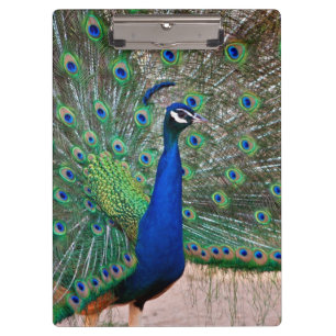 Pfauvogelanzeige Klemmbrett