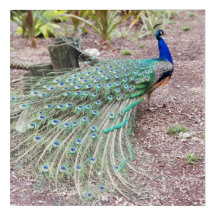 Pfauwandkunst - LiveFoto