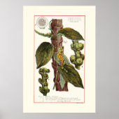 PFEFFER - BOTANISCHE VINTAGE-ILLUSTRATION POSTER (Vorne)
