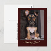 Pfeffer den Hund Vermisst Sie Postkarte (Vorne/Hinten)