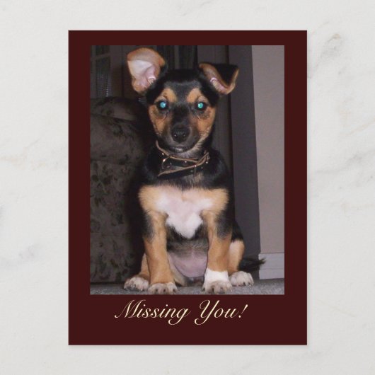 Pfeffer den Hund Vermisst Sie Postkarte (Vorderseite)