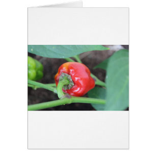 Pfeffer-Garten-Mischung