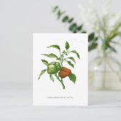 Pfeffer Postkarte (Stehend Vorderseite)