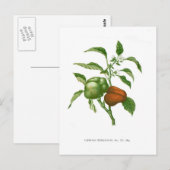 Pfeffer Postkarte (Vorne/Hinten)