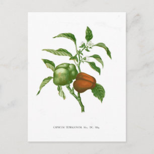 Pfeffer Postkarte