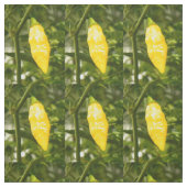 PFEFFER ST AUGUSTINE DATIL STOFF (Muster)