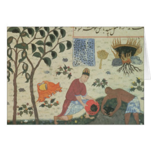 Pfefferbaum Frau-Pers 332 und sich vorbereiten