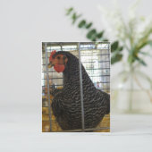 Pfefferhühner Postkarte (Stehend Vorderseite)