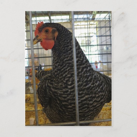 Pfefferhühner Postkarte (Vorderseite)