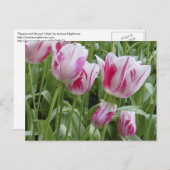 Pfefferminz-gestreifte Tulpen Postkarte (Vorne/Hinten)