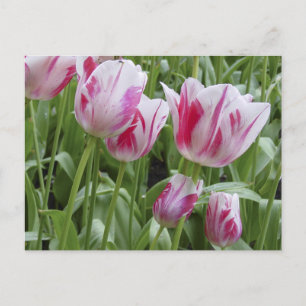 Pfefferminz-gestreifte Tulpen Postkarte