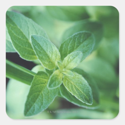 Pfefferminzblatt Quadratischer Aufkleber (Vorderseite)