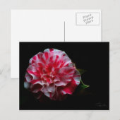 Pfefferminzkamera Postkarte (Vorne/Hinten)