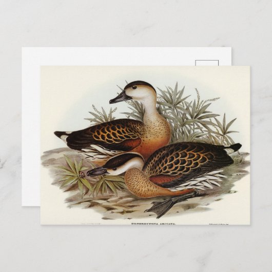 Pfeifen von Enten von Elizabeth Gould Postkarte (Vorne/Hinten)