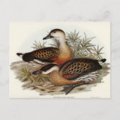 Pfeifen von Enten von Elizabeth Gould Postkarte (Vorderseite)