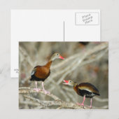 Pfeifente Postkarte (Vorne/Hinten)