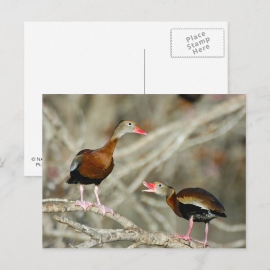 Pfeifente Postkarte (Vorne/Hinten)