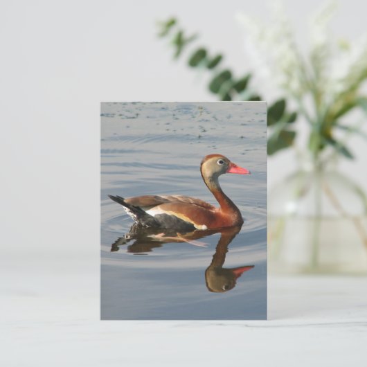 Pfeifente Postkarte (Stehend Vorderseite)