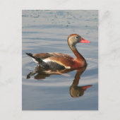 Pfeifente Postkarte (Vorderseite)