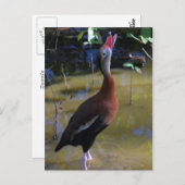 Pfeifente Postkarte (Vorne/Hinten)