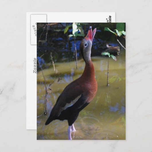 Pfeifente Postkarte (Vorne/Hinten)