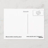 Pfeifente Postkarte (Rückseite)