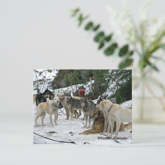 Pfeifer, Kanada Postkarte (Stehend Vorderseite)