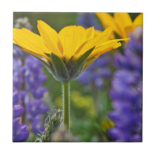 Pfeilblatt-Balsam-Wurzel und Lupine in Frühlingsbl Fliese