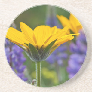 Pfeilblatt-Balsam-Wurzel und Lupine in Frühlingsbl Getränkeuntersetzer